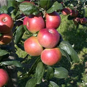 Malus 'Red River'  -R-                 CAC