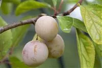 Prunus syr.'Von Nancy'                 CAC