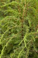 Juniperus com.'Hibernica'