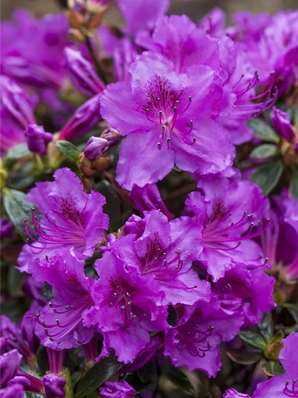 Rhododendron obt. Diamant Rosa R III Japanische Azalee