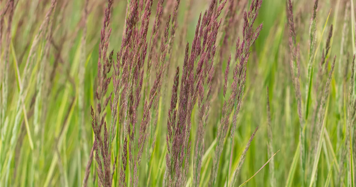 Calamagrostis x acutiflora 'Overdam', Weißgestreiftes Reitgras