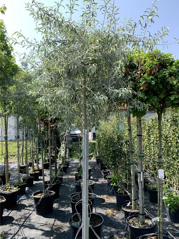 Pyrus salicifolia 'Pendula', Hängende Wildbirne Baumschule