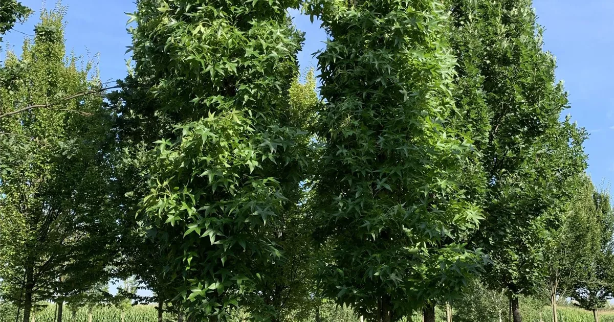 Liquidambar styracifl.'Slender Silhouette', Amberbaum 'Slender