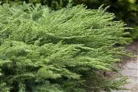 Juniperus conferta 'Slager'