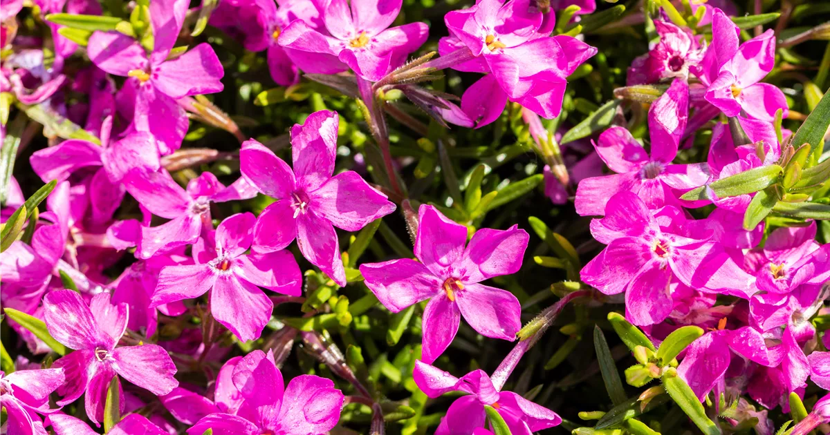 Phlox subulata 'Daniels Cushion', Synonym Baumschule