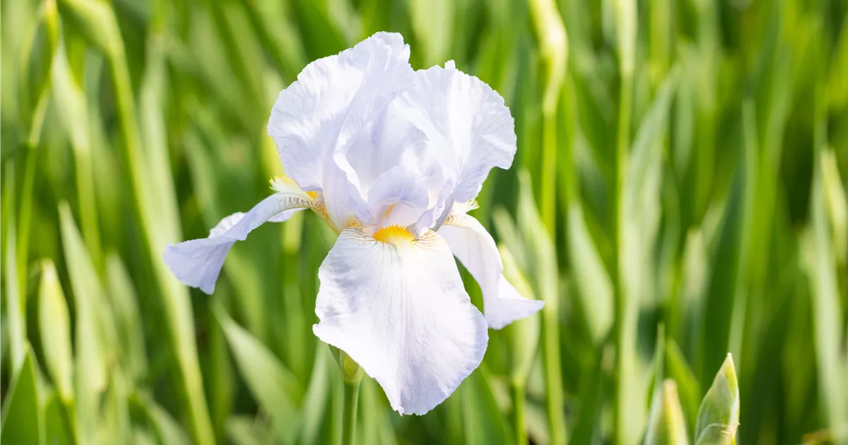 Iris x barb.elat.'Blue Sapphire', Hohe BartSchwertlilie Baumschule