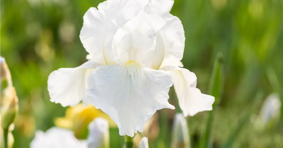 Iris x barb.elat.'Glacier', Hohe BartSchwertlilie Baumschule
