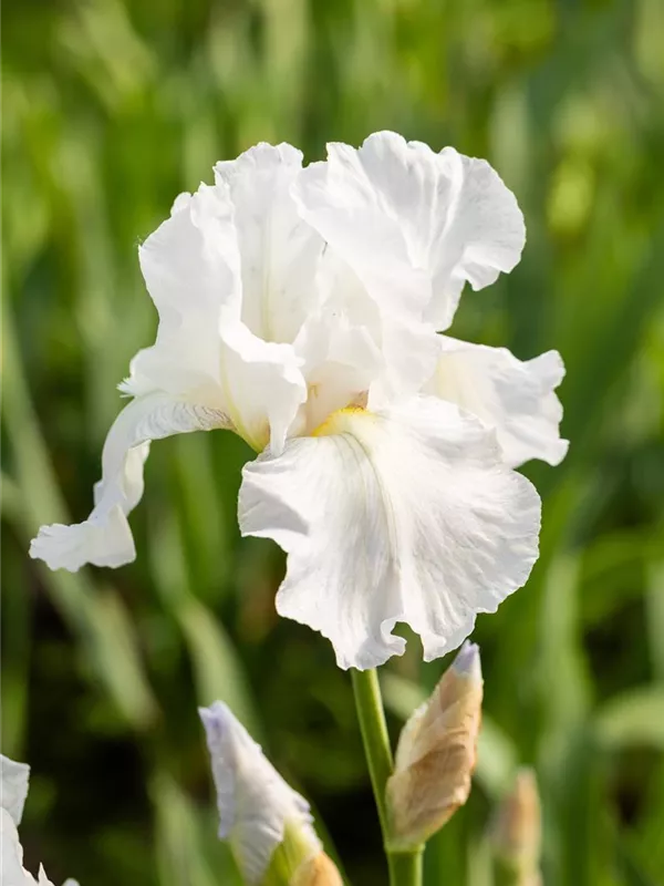 31+ Iris Pflanze Jane Philipp Barb Elat, Pflanzen müssen in der