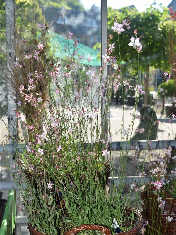 Gaura lindheimerii 'Rosy Jane', Prachtkerze Baumschule
