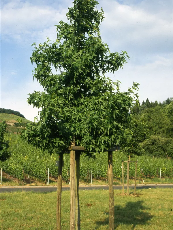 Liquidambar styraciflua 'Worplesdon', Amberbaum 'Worplesdon