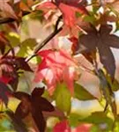 Liquidambar styraciflua, Amerikanischer Amberbaum Baumschule