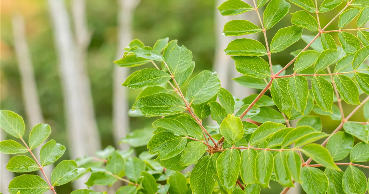 Aralia elata, Japanische Aralie Baumschule & Pflanzenvertrieb Brossmer