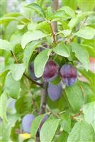 Prunus dom.'Hanita'  -S-               CAC