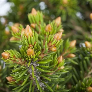 Picea abies 'Will's Zwerg'