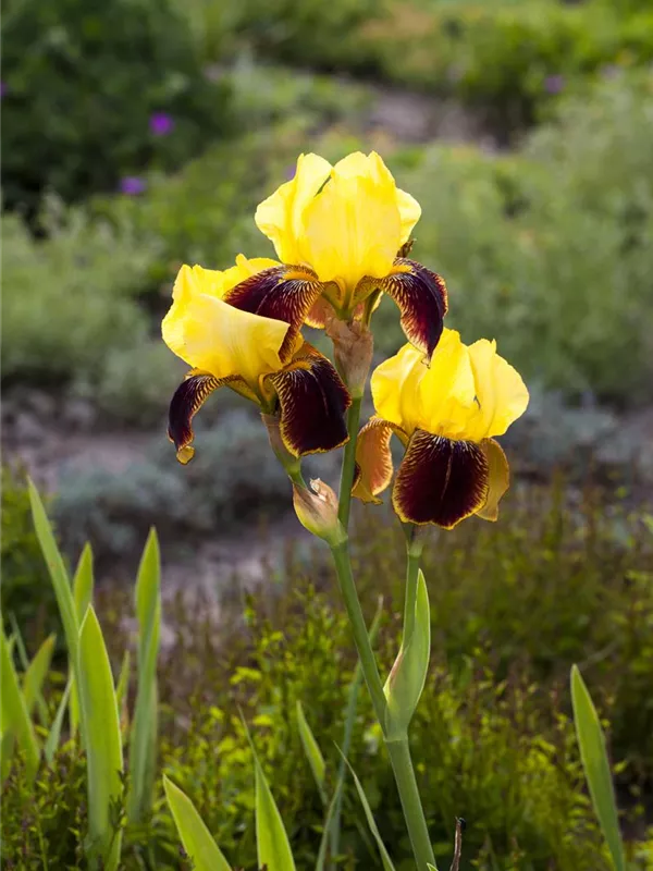 Iris x barb.elat.'Ola Kala', Hohe BartSchwertlilie Baumschule