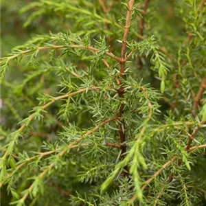 Juniperus com.'Hibernica'