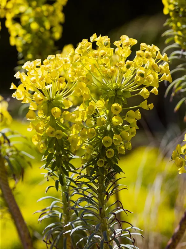 Euphorbia characias ssp.wulfenii, MittelmeerWolfsmilch Baumschule