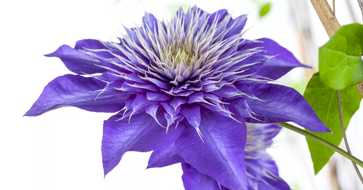 Clematis 'Multi Blue'