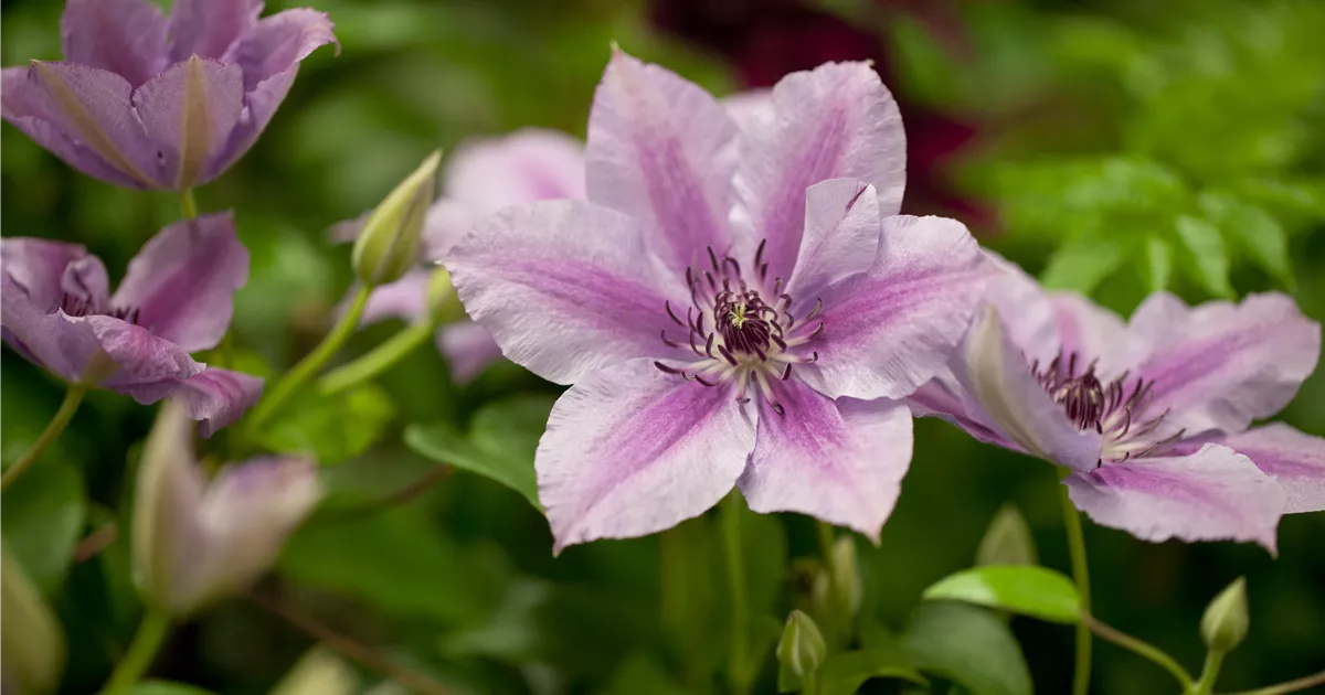 Clematis 'Nelly Moser'