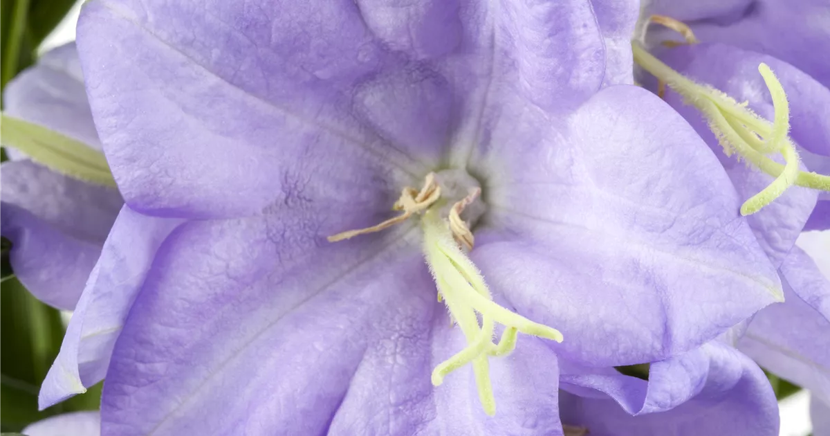 Campanula persicif.'Grandiflora Coerulea'