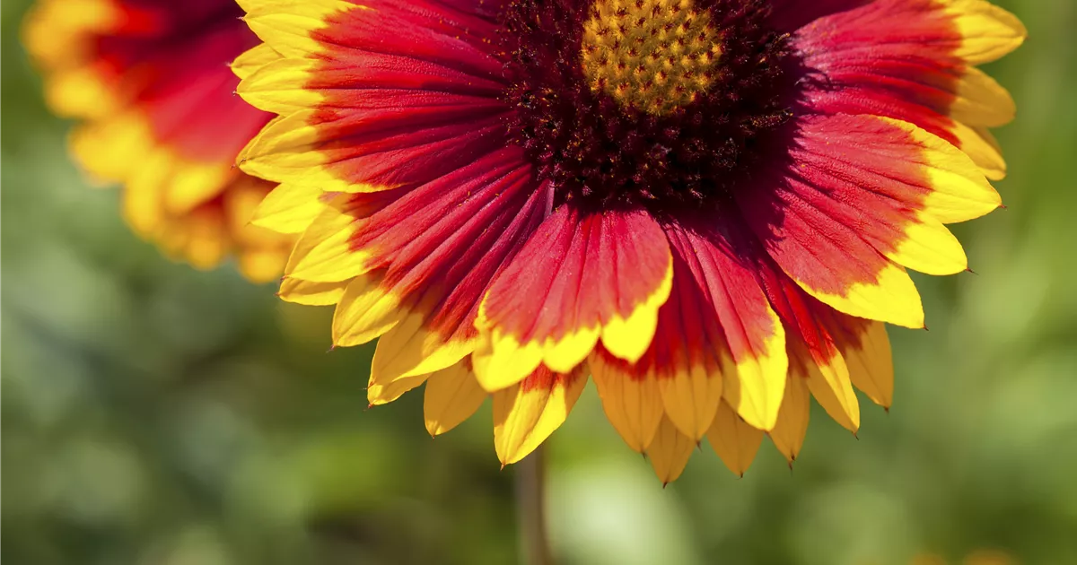 Gaillardia x grandiflora 'Kobold'