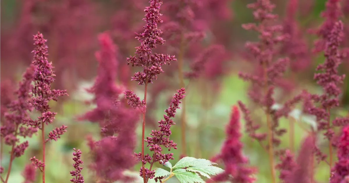Astilbe x arendsii 'Fanal'
