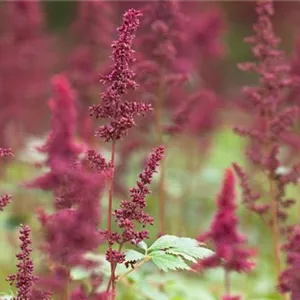 Astilbe x arendsii 'Fanal'