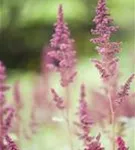 GS410557.jpg