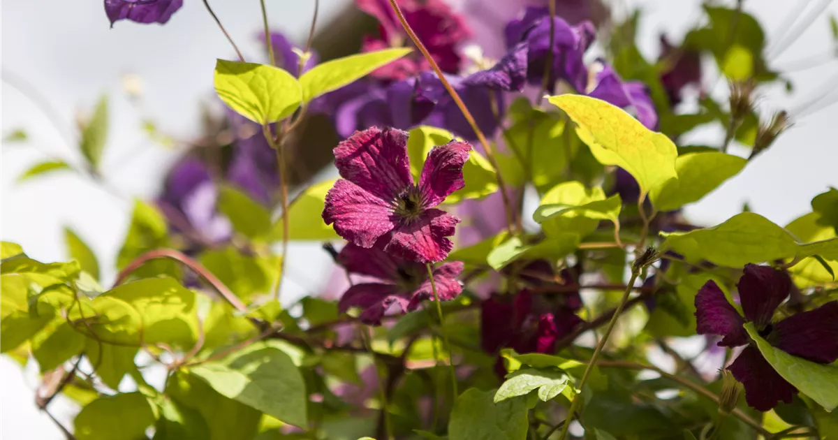 Clematis viticella 'Rubra'
