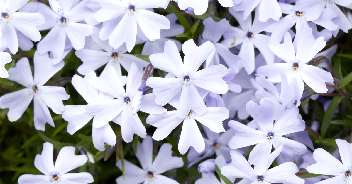 Phlox subulata 'Emerald Cushion Blue'