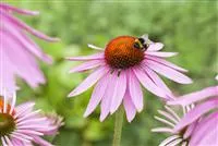 Echinacea purpurea 'Magnus'