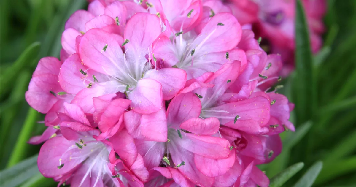 Armeria maritima 'Armada Rose' -R-