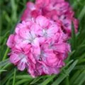 Armeria maritima 'Armada Rose'
