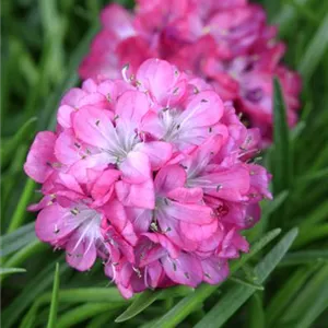 Armeria maritima 'Armada Rose' -R-