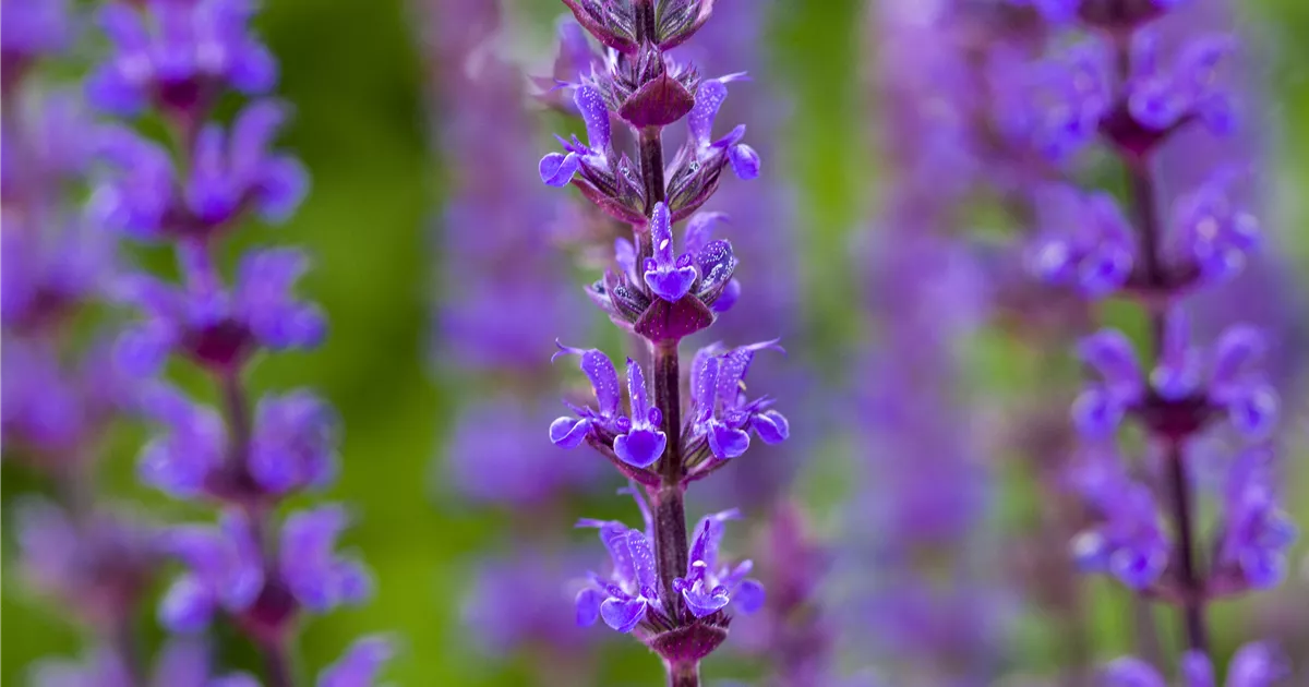 Salvia nemorosa 'Caradonna'