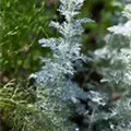 Artemisia schmidtiana 'Nana'