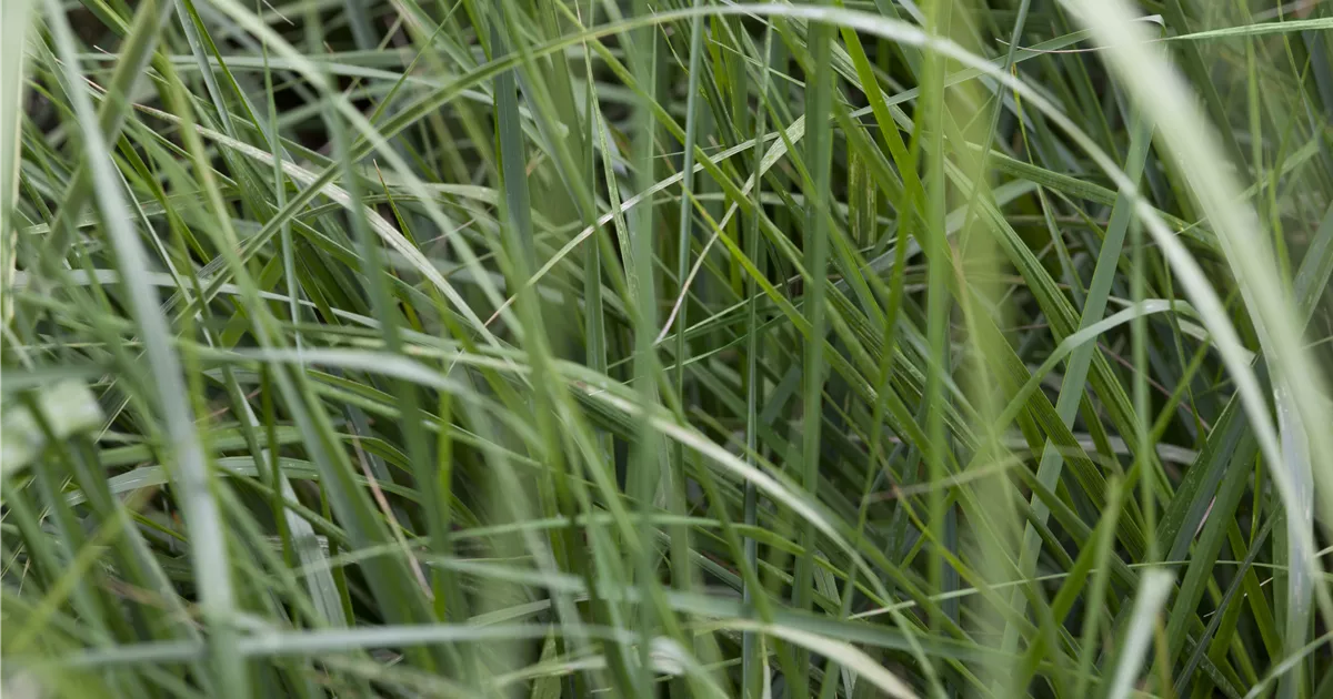 Miscanthus sinensis 'Graziella'