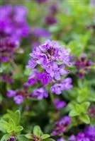 Thymus serpyllum 'Coccineus'
