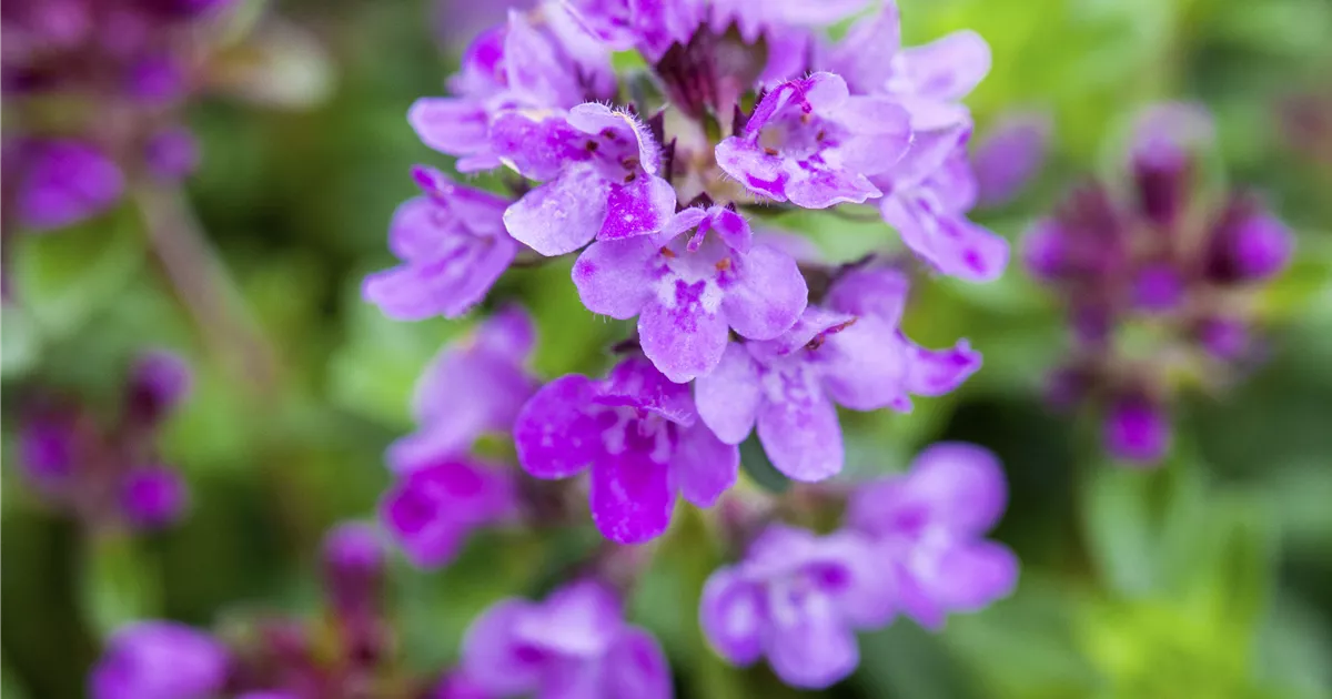 Thymus serpyllum 'Coccineus'