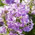 Phlox carolina 'Natascha'