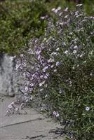 Gypsophila repens 'Rosea'