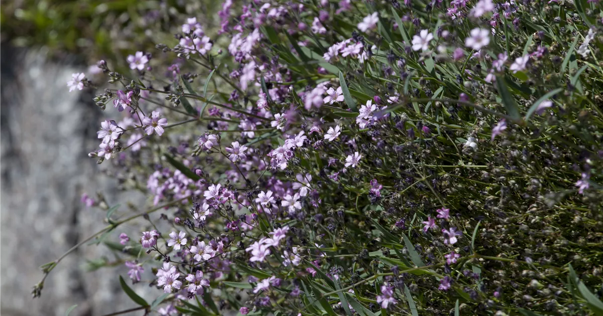 Gypsophila repens 'Rosea'