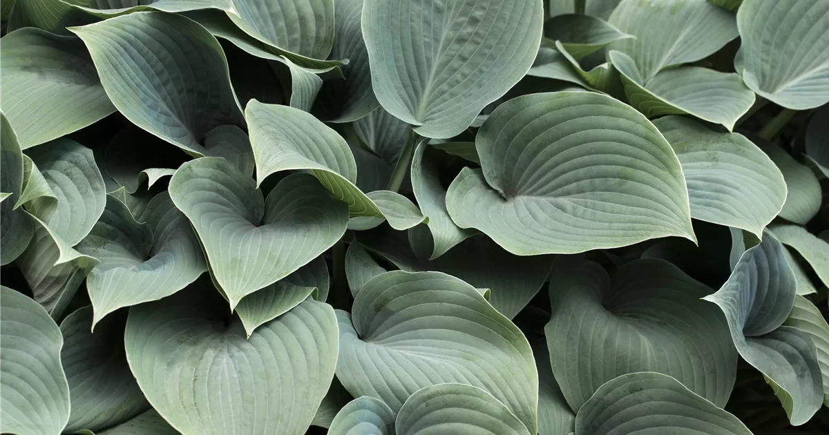 Hosta tokudama 'Blue Cadet'