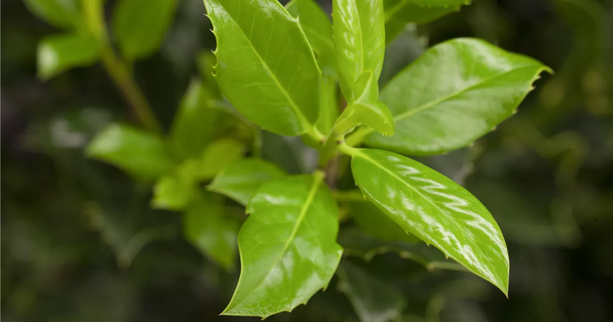 Ilex aquif.'J.C.van Tol'