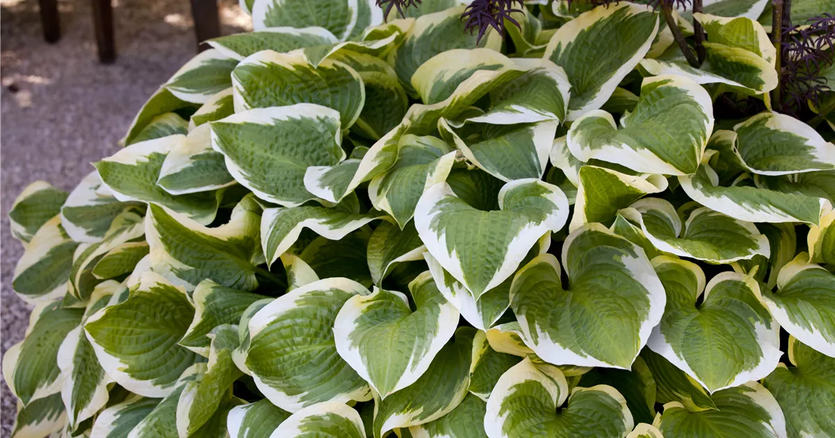 Hosta sieboldiana 'Wide Brim'