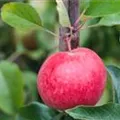 Malus domestica 'Royal Gala'
