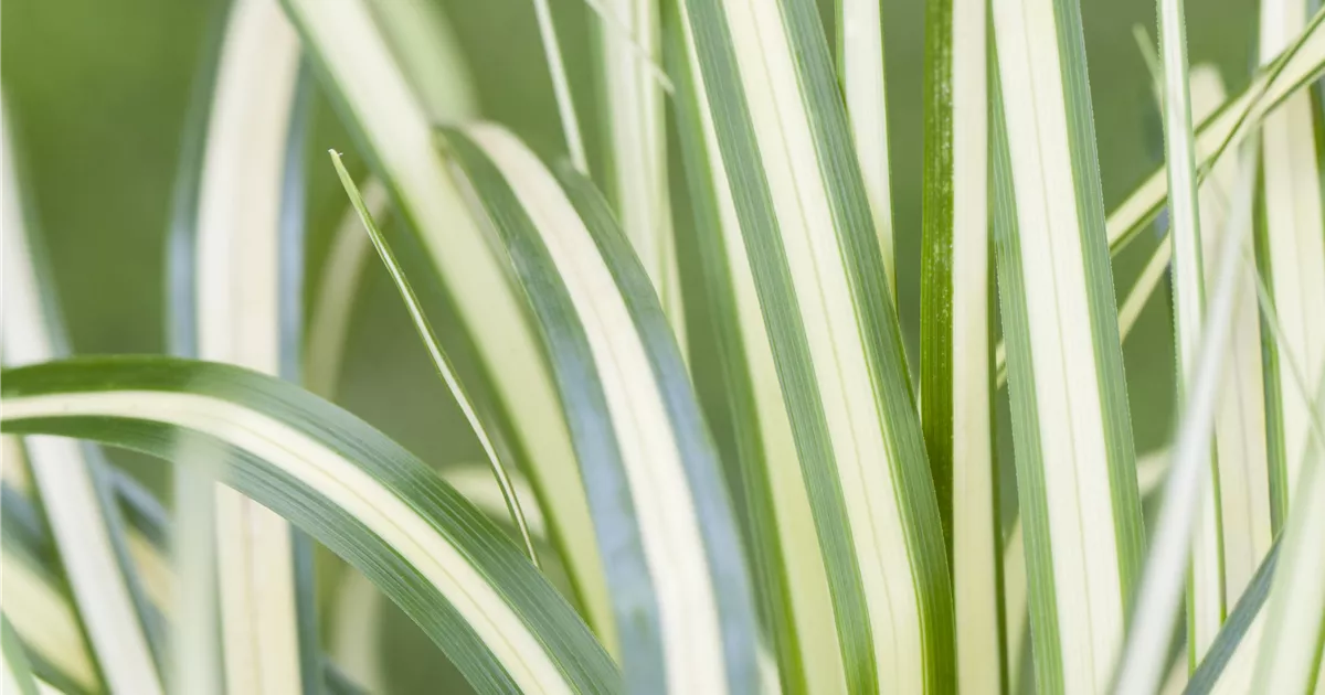 Carex oshimensis 'Evergold'
