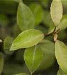 GS424970.jpg