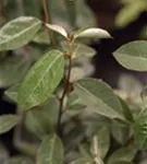 GS424971.jpg