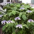 Hydrangea aspera 'Macrophylla'